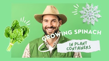 DIY: Growing spinach from seed in containers