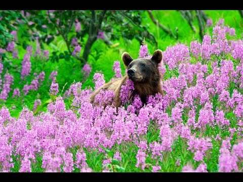 Лечебная трава иван чай.Чем полезен иван чай