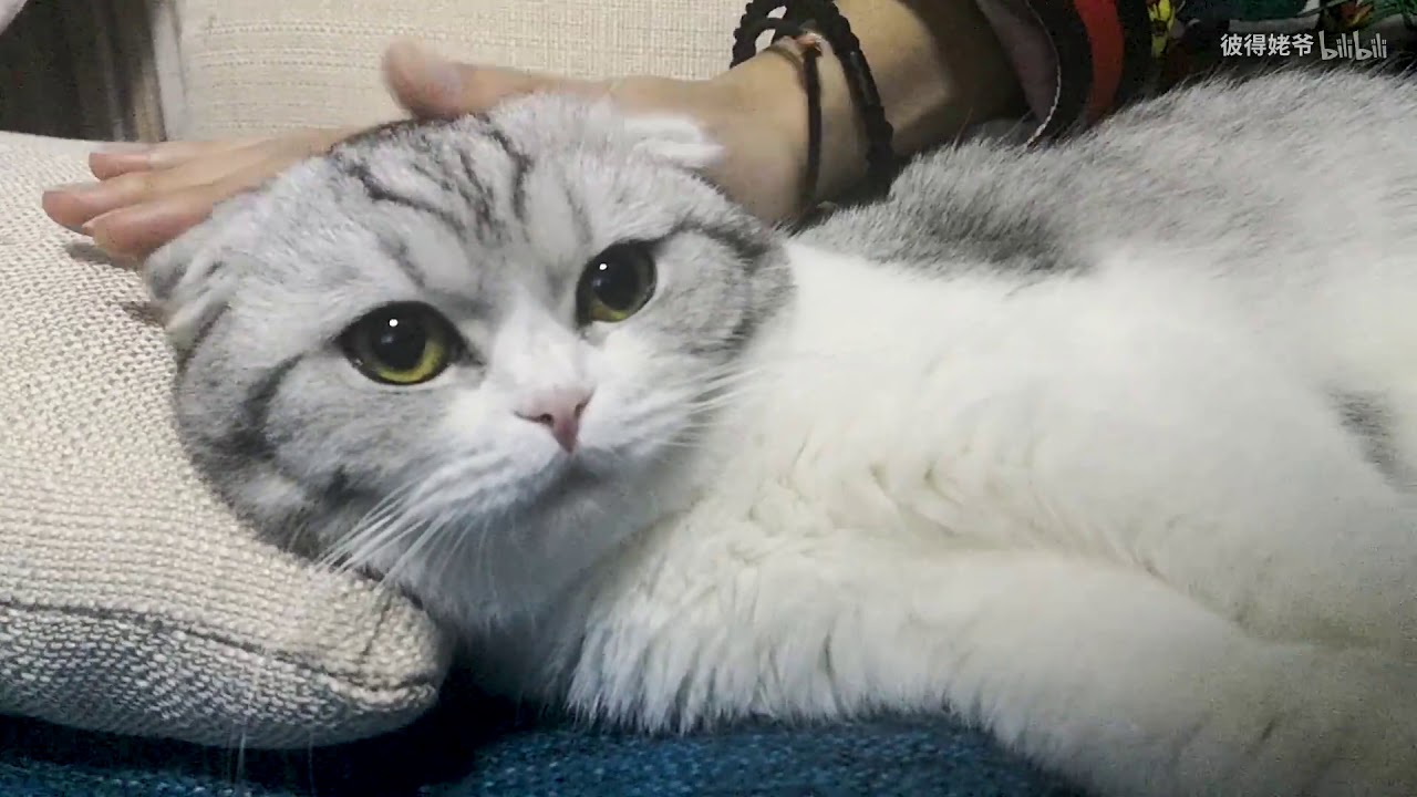 高清1080p 一礼拜没回家 猫猫看到主人委屈巴巴 Youtube