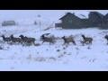 Running elk