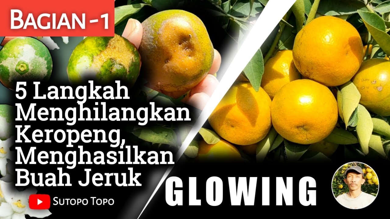 5 LANGKAH MENGHASILKAN BUAH MULUS (GLOWING) : Pengendalian Thrip Pada Tanaman Jeruk