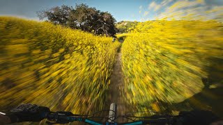 This trail has WALLS of flowers around it | Agoura hills, CA