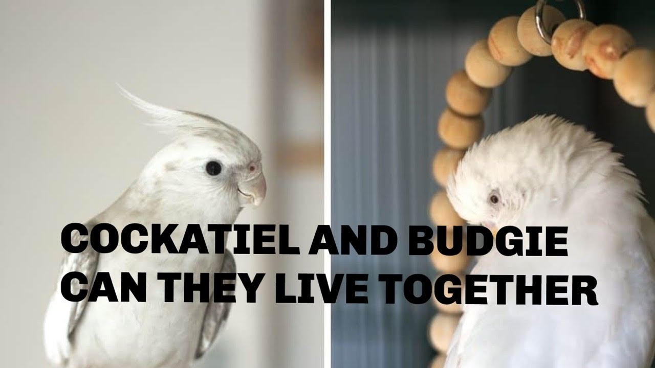 Cockatiel and Budgie Can They Live Together? get your new merchandise