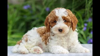 Cavapoo Puppies for Sale