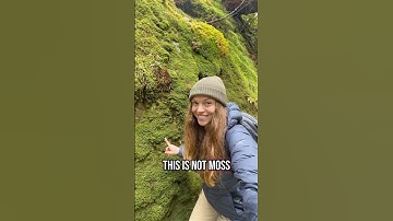 Moss vs Liverwort: How to Tell the Difference!