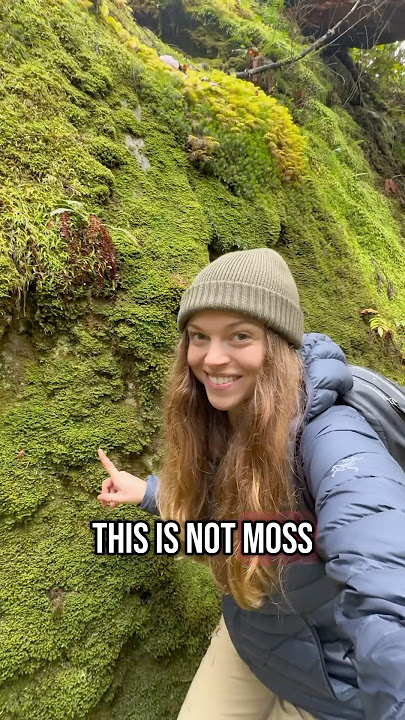 Moss vs Liverwort: How to Tell the Difference!