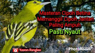 Masteran Cipoh Betina Manggil Cipoh Jantan Paling Ampuh Pasti Nyaut