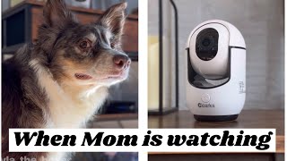 When Mom is watching by Layla The Boxer 259,679 views 4 months ago 1 minute, 56 seconds