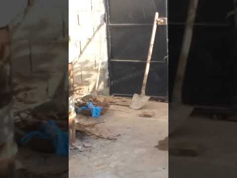 كوشة تاع عرب