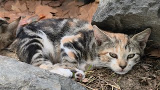 Kittens already grow up and start to discover around, They are everywhere 🐾😻