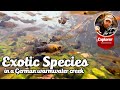 Exotic species creek in germany  guppies  mollies shrimp cichlids and crayfish