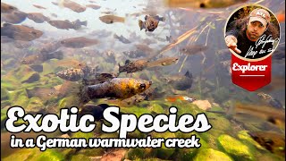 Exotic Species Creek In Germany - Guppies Mollies Shrimp Cichlids And Crayfish