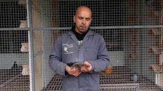 Leilão Solidário GPLoft - Danilo