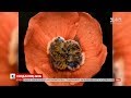 Бджоли, які заснули у квітці: історія одного фотознімку