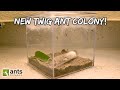 A new twig ant colony feat lights camera ants