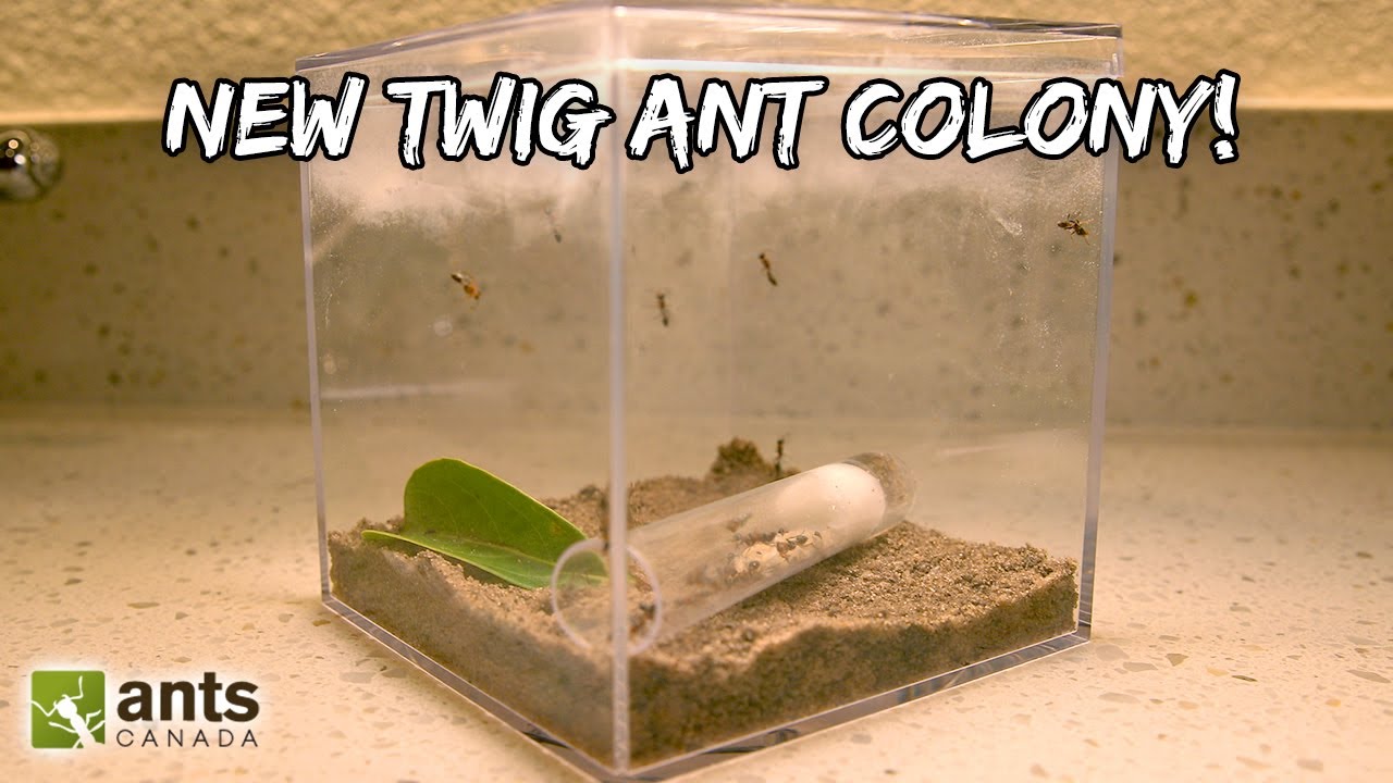 A New TWIG ANT COLONY (feat. LIGHTS CAMERA ANTS)