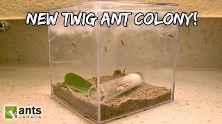 A New Twig Ant Colony (Feat. Lights Camera Ants)