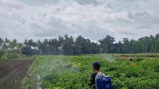 MODERN SPRAYERS ARE USED TO SPRAY PESTICIDES AND FUNGICIDES ON CHILI PLANTS - Agriculture Farming