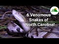 The Six Venomous Snakes of North Carolina: How To Identify A Venomous Snake!