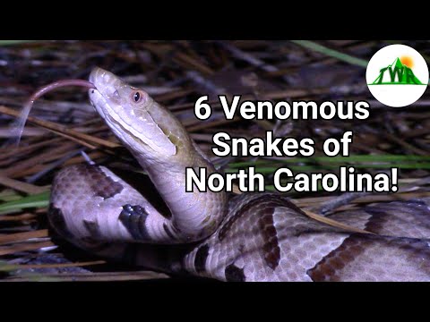 The Six Venomous Snakes of North Carolina: How To Identify A Venomous Snake!