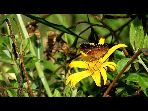 Butterfly On Flower