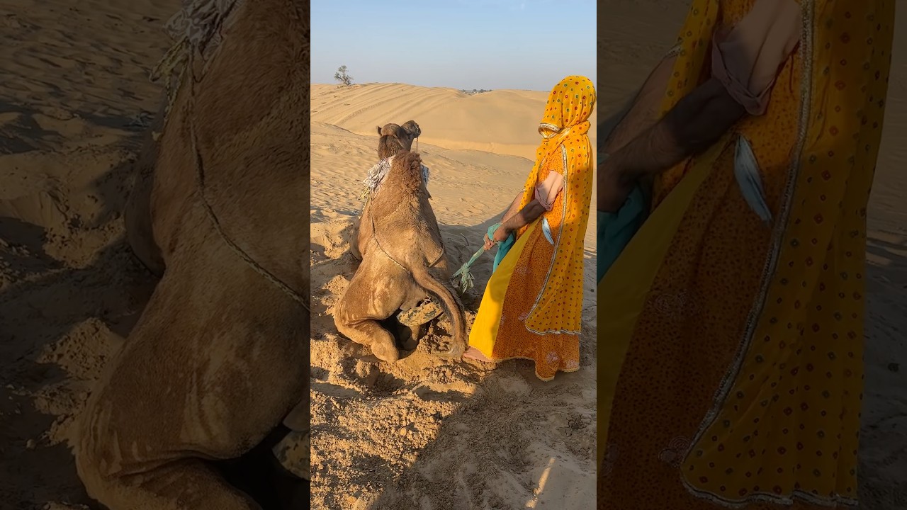 فتاة تسحب وشاحاً عالقاً خلف جمل