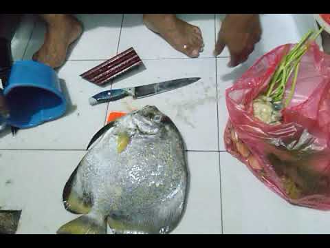 MEMOTONG IKAN KIPAS GAES...