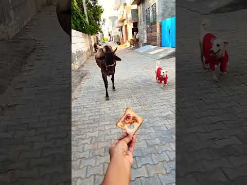 प्यारी बछिया #cow #shortsfeed #cows #shortvideo #gaumata #ytshorts #cowvideos #shorts #cowvideo #yt