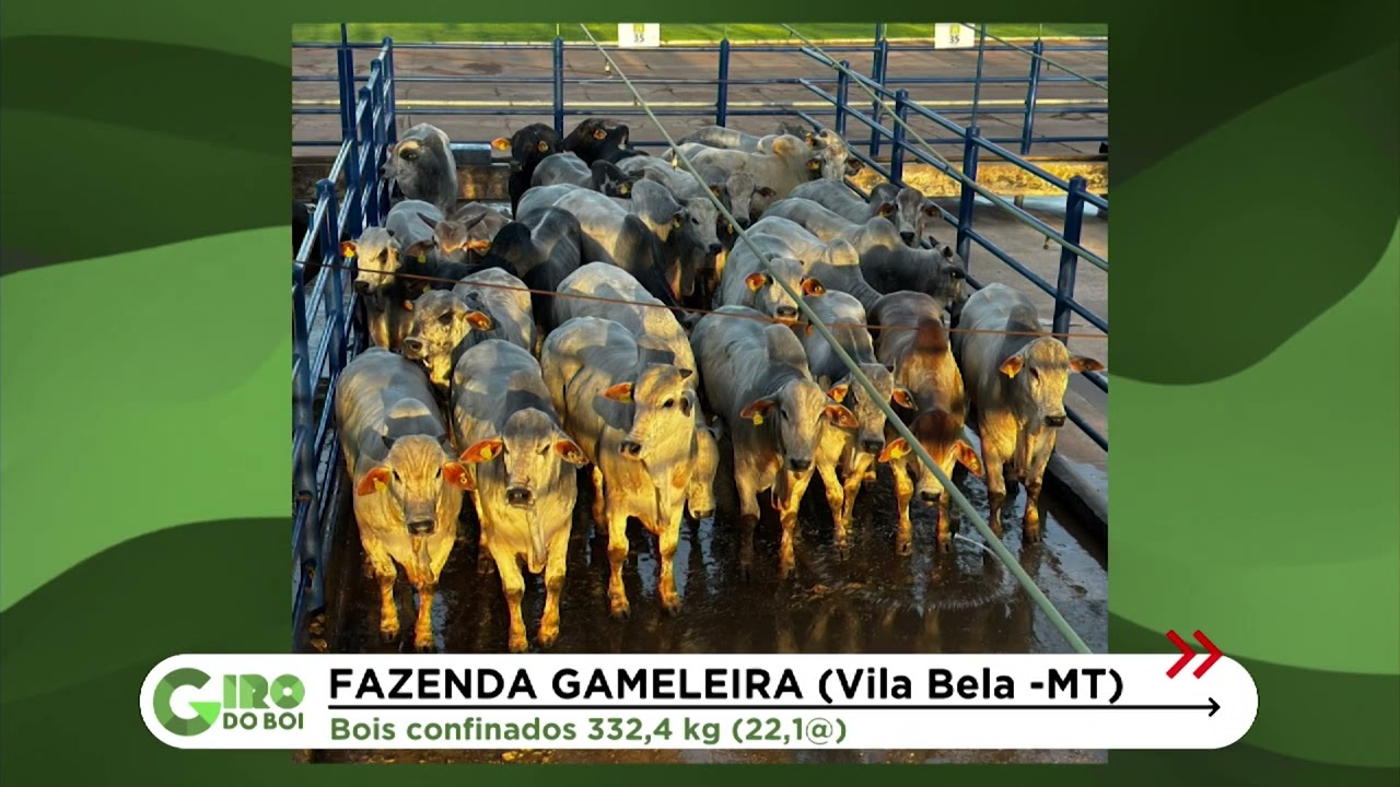 PONTES E LACERDA (MT): BOIADA CONFINADA SURPREENDE COM 57% DE RENDIMENTO DE CARCAÇA