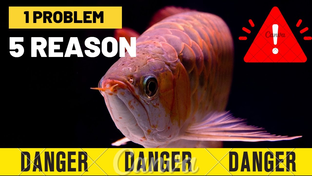 Top Five reasons why arowana fish are affected by swim bladder disease