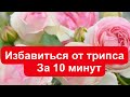 ИЗБАВИТЬСЯ ОТ ТРИПСА ЗА 10 МИНУТ!!! РОЗЫ. ПЕРВАЯ ВОЛНА ЦВЕТЕНИЯ РОЗ В МОЁМ САДУ, ГОРОД УЛЬЯНОВСК!!!