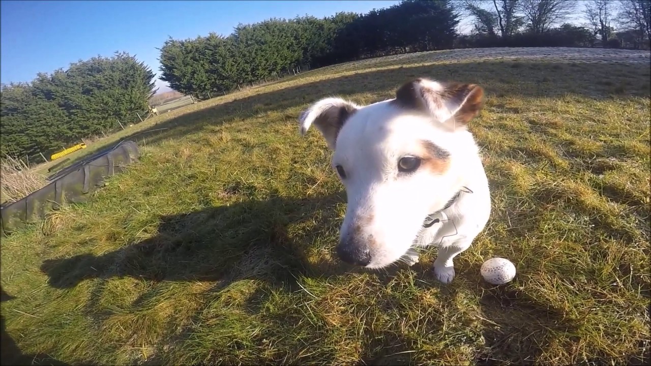 Dogs trust evesham wilf youtube