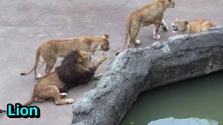Cool lion pride #567 ライオン家族の日常【Cute animal videos