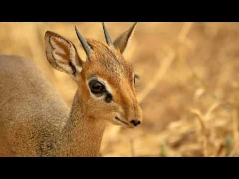 Video: Najmenšia antilopa na svete. Antilopa dik-dik: popis, foto