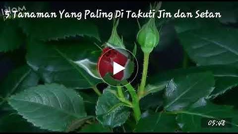 5 Tanaman yg paling ditakuti jin dan setan