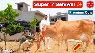 Premium & Pure 7 Sahiwal @ Darshan Rao's Sri Krishna Dairy Farm 👉 A2 Quality Milk A1 Quality Cow 