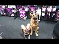 Ember &amp; Frankie at hollween store part 1