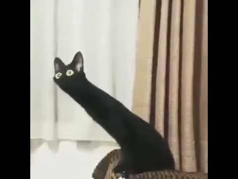 cat #catmeme #meme #gatosseencarando #funny #laugh #cats #blackcat #p