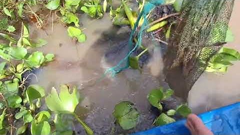 Thăm Lú mùa nước nổi dính cá Lóc cá Trê vàng to.