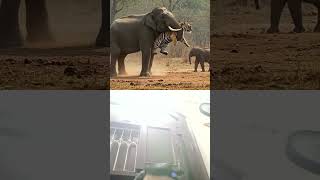 Tiger made the worst mistake of his life. #tigershorts #tigers #fight #elephantattack #animalshorts