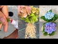 The idea of ​​planting Hydrangea with flower branches | hydrangea plant