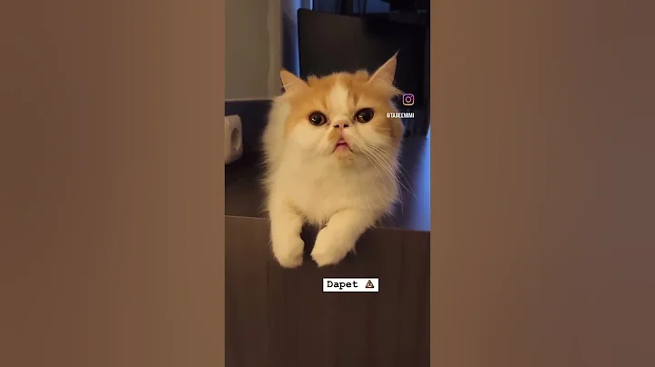 Watch the video about Serba 💩#cat #gyosa #chloe #persiancat #persianpeacknose #catlife #funny #catlovers #kucingpersia