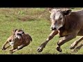 Hilarious animal moments #66