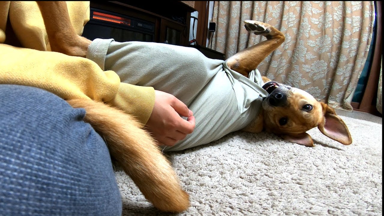 大型犬の術後服を手作りしたよ Youtube