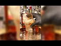 Satisfying Smoky Famous Grouse &amp; Red Label Mix | Smooth Whisky, Ice Cracking &amp; Aesthetic Cocktail