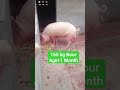 Pig farm rinku prajapat aligarh up howtostartpigfarming pigfarmfarming pigfarming