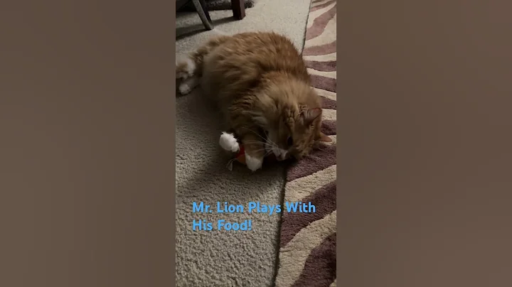 Watch the video about Mr. Lion Mainecoon plays with his food as a sign of dominance