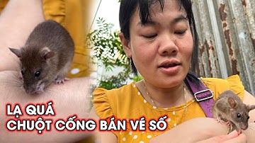Kỳ lạ quá nuôi chuột để đi bán vé số của chị gái xinh đẹp I Phong Bụi