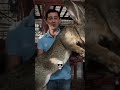 big bunny in the world 🌍 #animals#edit#clips#viral