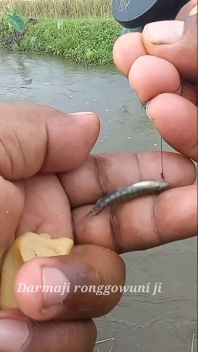 Download lagu Fishing for Crayfish #379